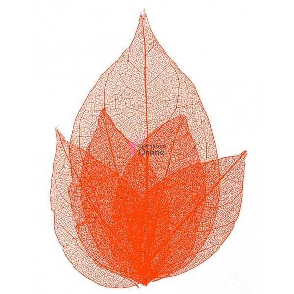 Frunze naturale uscate 4 bucati, Red